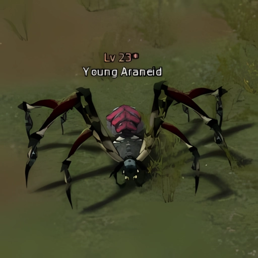 Young Araneid