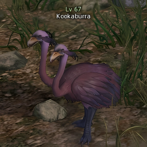 Kookaburra