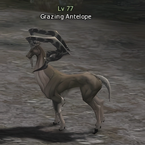 Grazing Antelope