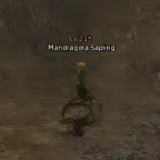 Корень Мандрагоры