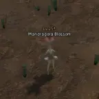 Цветок Мандрагоры