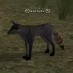 Рыжий Шакал