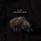 Cave Ant Larva
