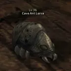 Cave Ant Larva