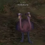 Kookaburra