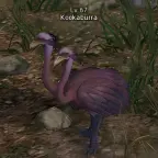 Kookaburra