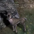 Antelope