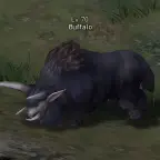 Buffalo