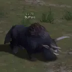 Buffalo