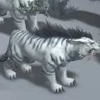 Baby Panthera