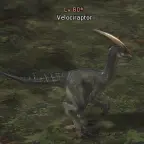 Velociraptor