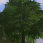 Дерево